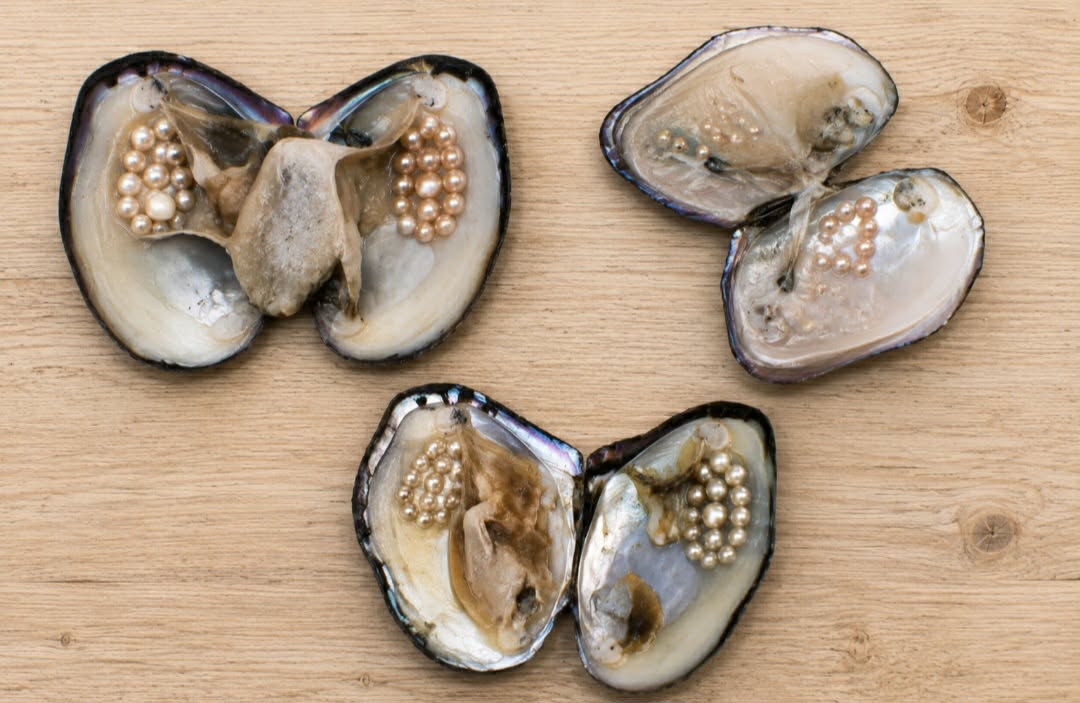1 Monster Pearl Oyster (Multiple Pearls inside) - Oyster Opening