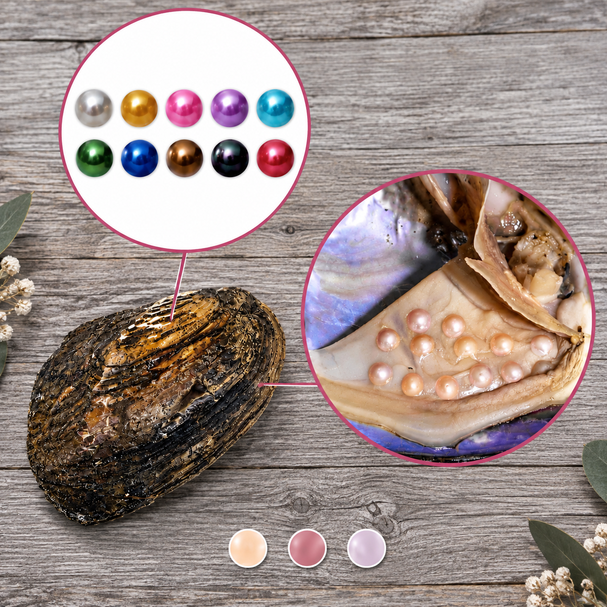 Monster Oyster - Rainbow Monster 10 Coloured Pearls and 20-30 Embedded Natural Pearls