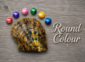 Single Coloured Round Pearl Oyster